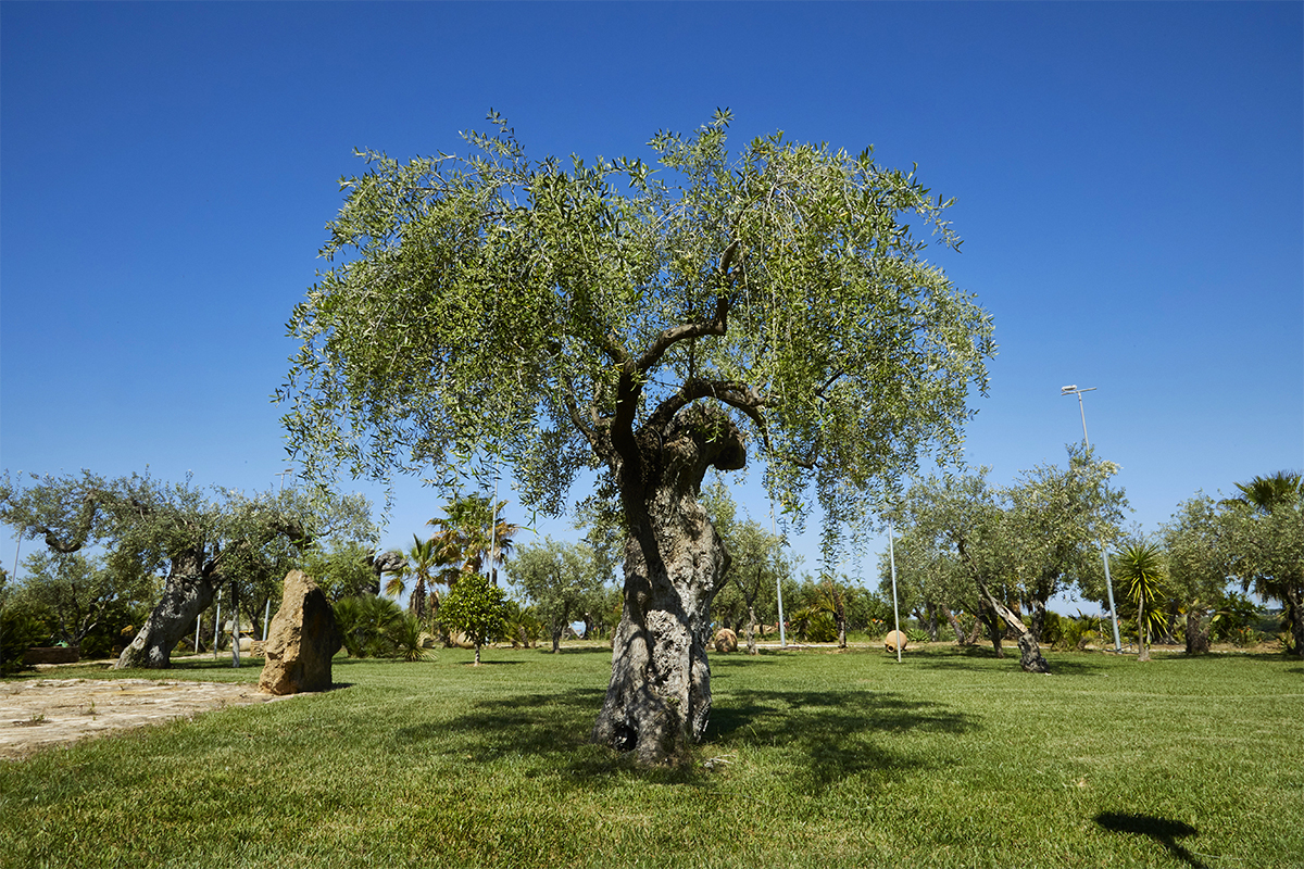 Agriturismo Dimina a Castelvetrano (Trapani)